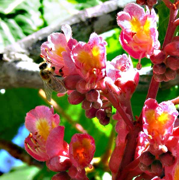 red horse chestnut leaves and flower